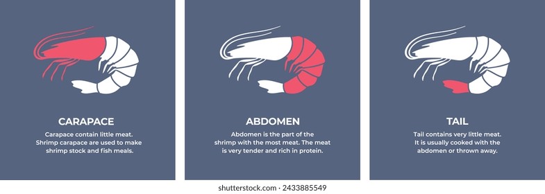 Seafood. Сrustaceans. Cutting guide meat shrimp, prawn carcass. Diagram сutting parts meat shrimp. Butcher guide seafood. Vector flat color drawing illustration. Isolated.