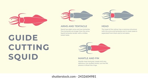 Seafood. Cutting meat squid carcass. Diagram сutting parts meat squid. Butcher guide seafood. Vector flat color drawing illustration. Isolated.