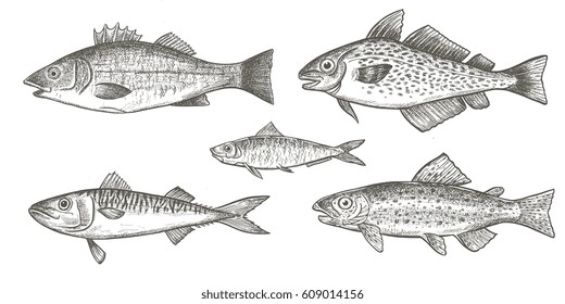 Seafood - different kinds of fish hand drawn vector illustrations isolated on white background, elements for restaurant menu design, decor, label. Engraving sketchy retro style.
