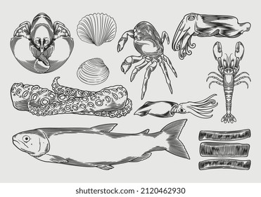 Seafood drawing set vector illustration. Hand drawn sketch vintage of Hand drawn line sea fishes, oysters, mussels, lobster, squid, octopus, crabs, prawns, and fish fillet. Healthy food natural.