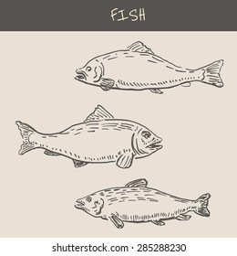 Seafood with fish, in engraving etching sketch hand drawing style, for food and  restaurant design