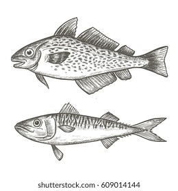 Seafood - fish hand drawn vector illustrations isolated on white background, elements for restaurant menu design, decor, label. Engraving sketchy retro style.