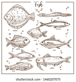 Seafood Fish Underwater Animals Species Isolated Sketches Vector Flatfish And Eel Herring And Carp Redfish And Tuna Milkfish And Catfish Trout, Flippers And Tail Sea Or River Creatures Swimming