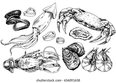 Seafood hand drawn collection with crab, lobster, squid and other sea animals in sketch style