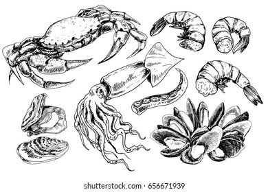 Seafood hand drawn collection with crab, squid, shrimps and other sea animals in sketch style