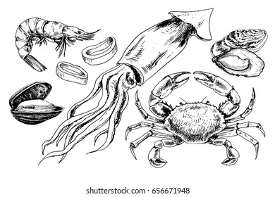 Seafood Hand Drawn Collection With Crab, Squid, Oyster And Other Sea Animals In Sketch Style