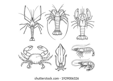 seafood hand drawn illustration bundle