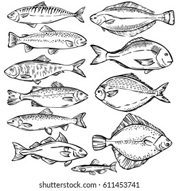 Seafood. Hand drawn sketch illustration of different fish. Seafood design elements. Seafood / fish menu. Ink illustration. engraving fish isolated on white background