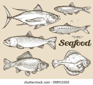 Seafood. Hand drawn sketch vector illustration of different fish