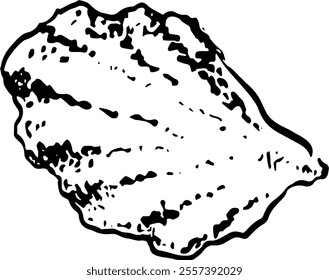 Seafood. Hand drawn vector isolated. Oyster 