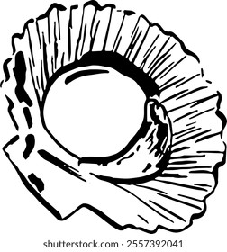 Seafood. Hand drawn vector isolated. Scallop