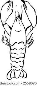 Seafood. Hand drawn vector isolated. Lobster