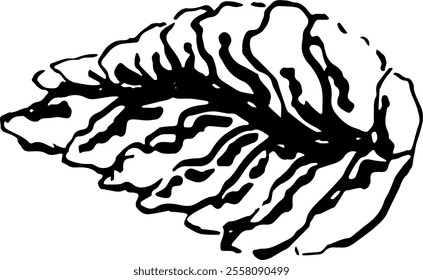 Seafood. Hand drawn vector isolated. Oyster 