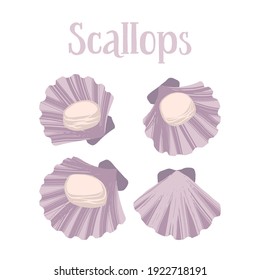 Seafood healthy nutrition product. Scallops in the shells. Vector hand drawn flat isolated illustration with lettering for your design on white background.