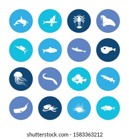 Seafood icon set and jellyfish with pike fish, marlin and marine brush fish. Scad related seafood icon vector for web UI logo design.