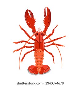 Seafood illustration in cartoon style. Red lobster on a white background