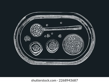 Seafood illustration with red caviar canape, canned caviar, lemons, and spices on a tray on a chalkboard. Sea delicacy sketches set for a restaurant or finger food menu