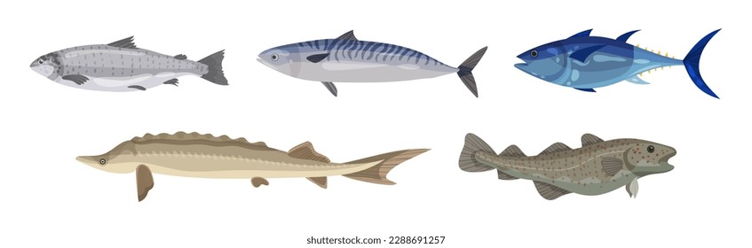 Seafood and Marine Delicacy with Salmon, Trout and Pike Vector Set