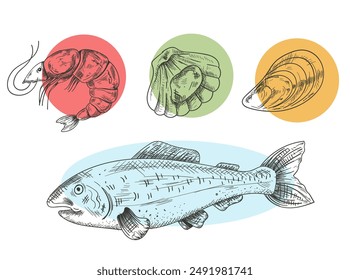 Seafood mollusk salmon fish shrimp shell crab hand draen pencil sketch isolated on white background set. Vector flat graphic design element illustration