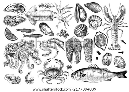 Seafood monochrome vector illustrations. Hand drawn sea fishes and fish fillet, oysters, mussels, lobster, squid and octopus, crabs, prawns. Healthy food natural set. [[stock_photo]] © 