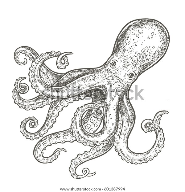 Seafood Octopus Hand Drawn Vector Illustrations Stock Vector (Royalty ...