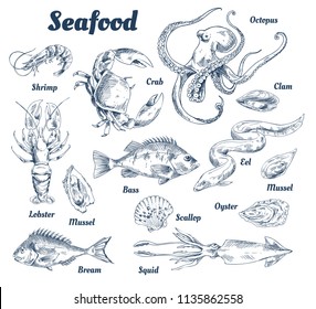 Seafood poster and species with headlines and types of marine dwellers. Crab and lobster, shells and squid. Octopus and bass fish vector illustration