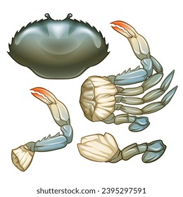 Seafood Raw crab isolated on white background. Hand drawn sketch of crab. Vector illustration. Fresh organic seafood.