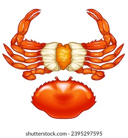 Seafood Raw crab isolated on white background. Hand drawn sketch of crab. Vector illustration. Fresh organic seafood.