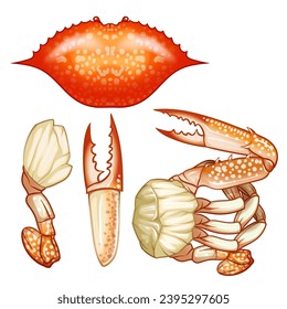 Meeresfrüchte Raw-Krabbe einzeln auf weißem Hintergrund. Handgezeichnete Krebskizze. Vektorgrafik. Frische biologische Meeresfrüchte.