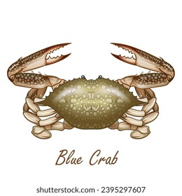 Seafood Raw crab isolated on white background. Hand drawn sketch of crab. Vector illustration. Fresh organic seafood.