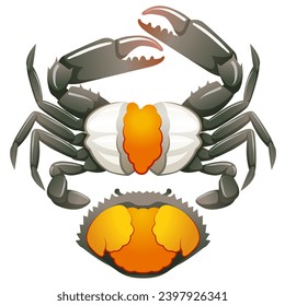 Seafood Raw crab isolated on white background. Hand drawn sketch of crab. Vector illustration. Fresh organic seafood.