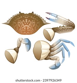 Seafood Raw crab isolated on white background. Hand drawn sketch of crab. Vector illustration. Fresh organic seafood.