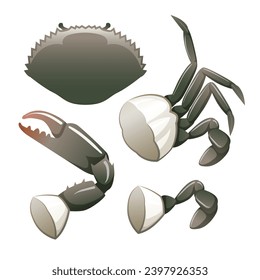 Seafood Raw crab isolated on white background. Hand drawn sketch of crab. Vector illustration. Fresh organic seafood.