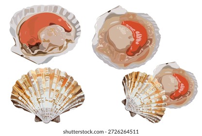 Seafood scallops and seashell illustrations