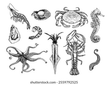 Seafood seahorse, squid, octopus, crab, lobster, shrimp, oyster, scallop Hand drawn vector isolated set.