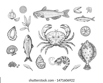 Seafood or Sealife Hand drawn Stipple Illustration Vector Set.  Crab, Catfish, Fish, Herring, Mussel, Oyster, Flounder, Plaice, Scallop, Sardine, Herbs. Graphics for restaurant, market, shops.