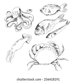 Seafood. Set of hand drawn graphic illustrations