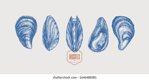 Seafood. Set of hand-drawn mussels from different foreshortening vector illustration. Seashells in engraving style on a light background. The menu design element of a fish restaurant, market or store.