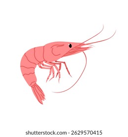 Marisco. Camarão. Ilustração de camarão bonito isolado no fundo branco.