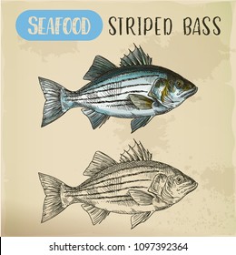 Seafood sketch of atlantic striped bass. Hand drawn striper fish, illustration of linesider, signboard with rockfish for vegetarian dish. Aquatic and nautical, underwater animal theme