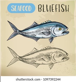 Seafood sketch of bluefish or Australia tailor, South Africa elf or Natal shad. Ocean or sea food sign for sport fishing club. Saltwater fauna and underwater wildlife, maritime and nautical theme