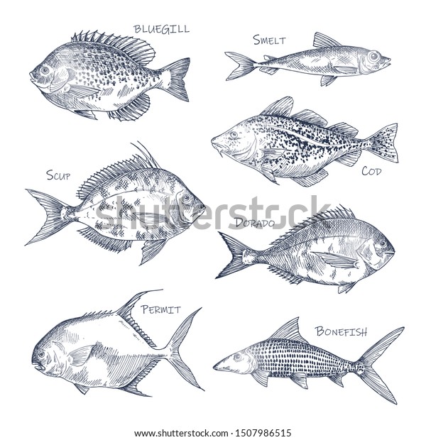 魚介類のスケッチ、または手描きの魚のセット。ブルーギルと匂い