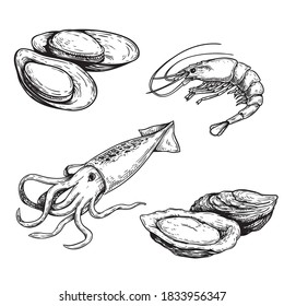 Seafood sketch set. Mussels, shrimp, squid and oysters. Hand drawn vector illustrations for menu designs and market ads. Isolated on white background.