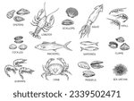 Seafood sketch set. Outline vintage ocean fish and mackerel, crab and lobster, shrimp and krill, sea urchin and clams, squid and oysters. Hand drawn vector collection isolated on white background