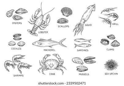 Seafood sketch set. Outline vintage ocean fish and mackerel, crab and lobster, shrimp and krill, sea urchin and clams, squid and oysters. Hand drawn vector collection isolated on white background