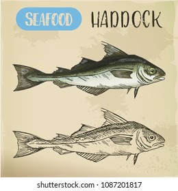 Seafood sketch for signboard. Hand drawn atlantic ocean haddock for restaurant menu or shop banner, store sign. Saltwater food and underwater wildlife, maritime and nautical, water theme