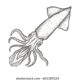 Seafood - Squid hand drawn vector illustrations isolated on white background, elements for restaurant menu design, decor, label. Engraving sketchy retro style. 