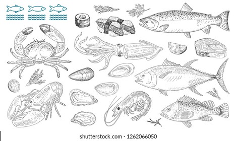 Seafood vector illustrations. Fresh sea fish, lobster, crab, oyster, mussel, squid, sushi rolls. Vintage design with hand drawn sketch. Line art style