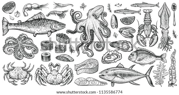 Seafood vector illustrations. Hand drawn line sea\
fishes, sushi rolls, oysters, mussels, lobster, squid, octopus,\
crabs, prawns, fish fillet, laminaria and wakame seaweeds. Healthy\
food natural set.