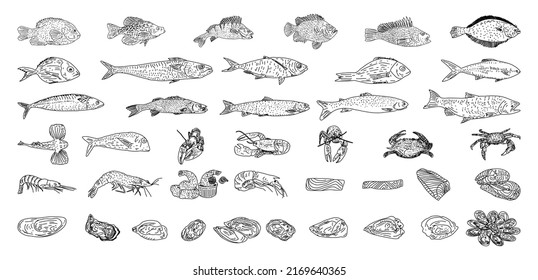 Seafood vector illustrations. Healthy food natural set. Hand drawn vector sea fish, oyster, lobster, octopus, crabs, shrimps, fish fillet.